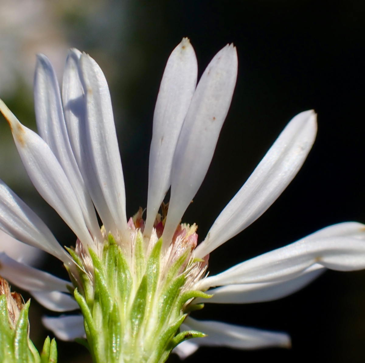 Symphyotrichum lentum