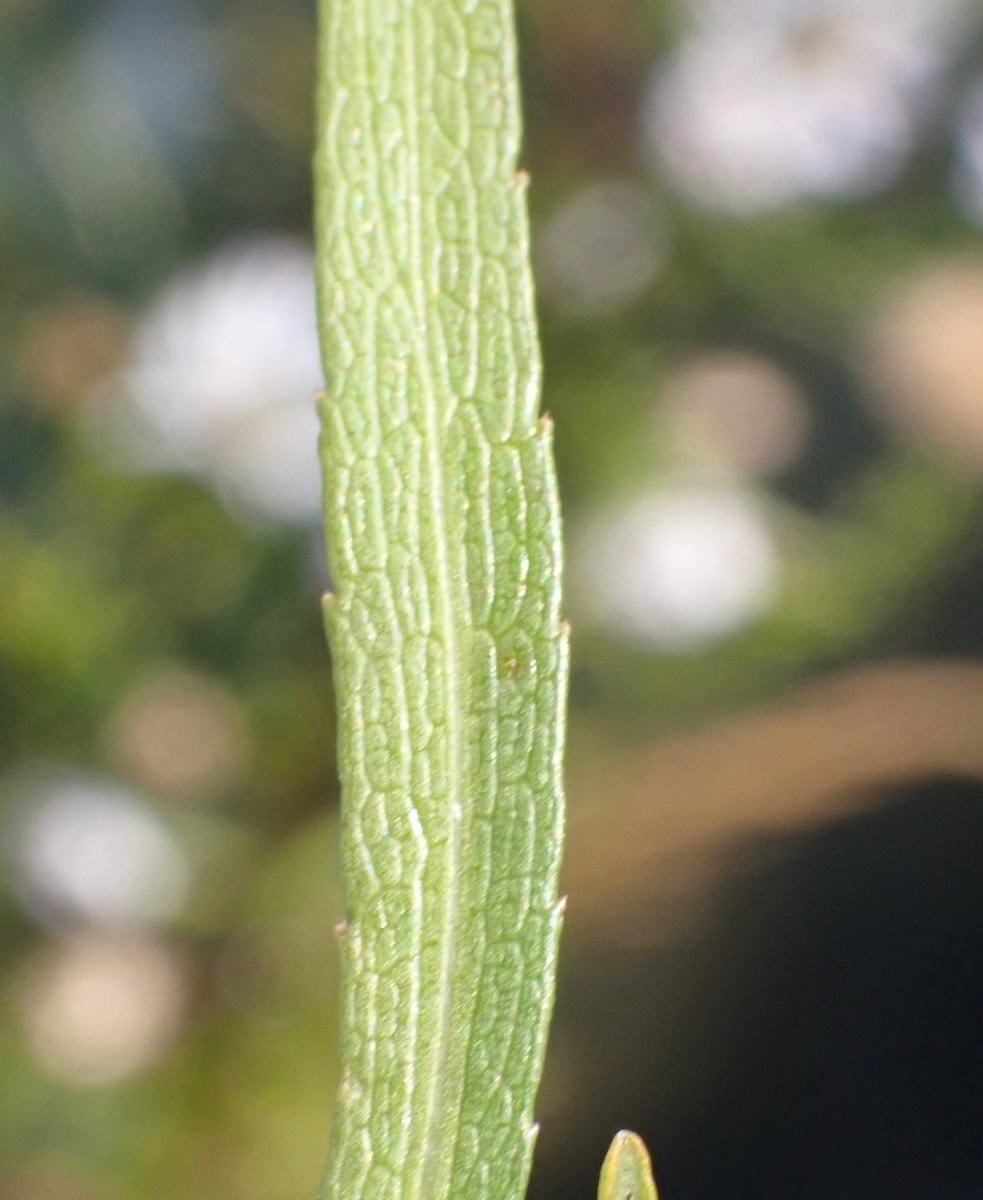 Symphyotrichum lentum