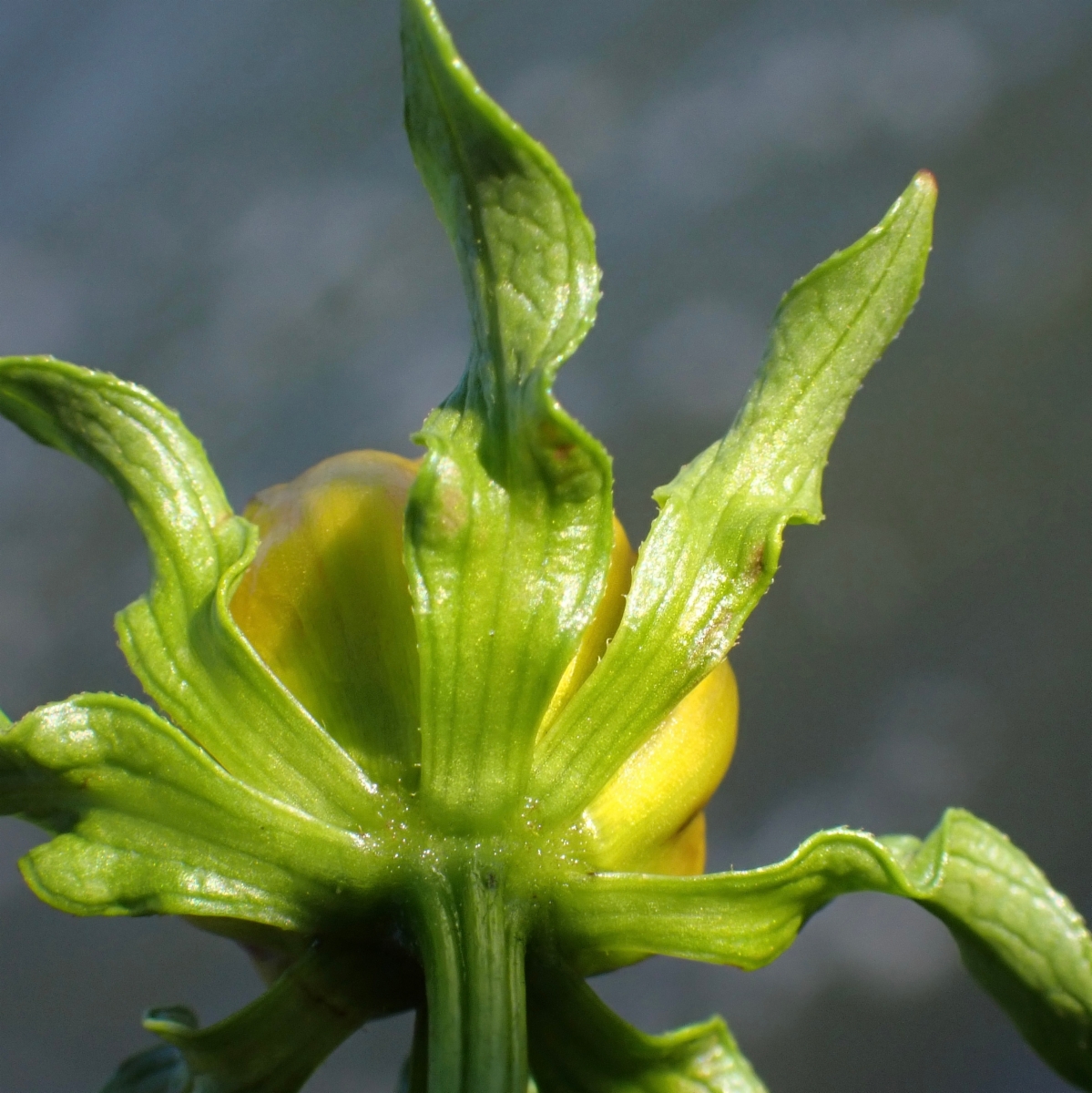 Bidens laevis