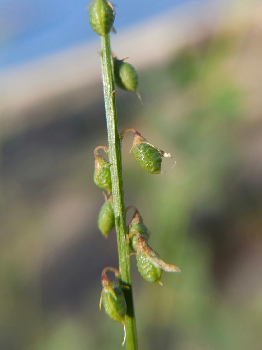 Melilotus albus