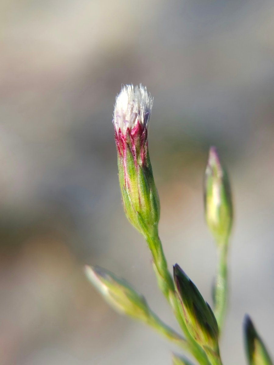 Symphyotrichum subulatum