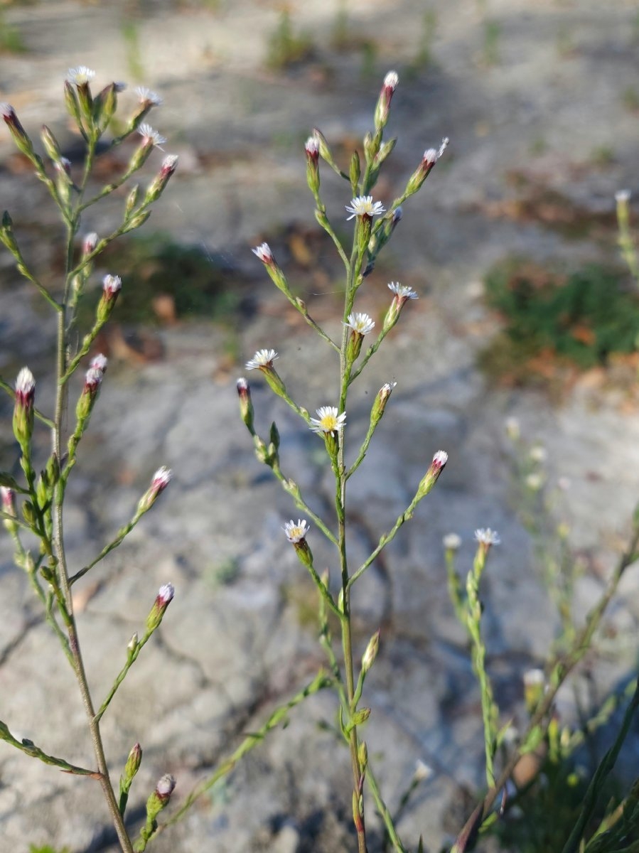 Symphyotrichum subulatum