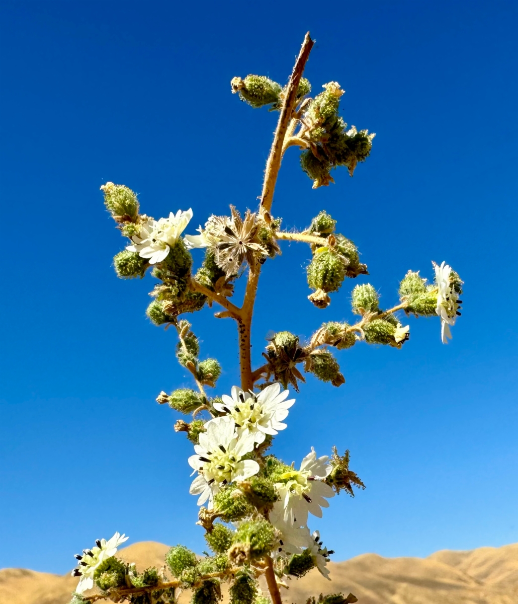 Blepharizonia plumosa