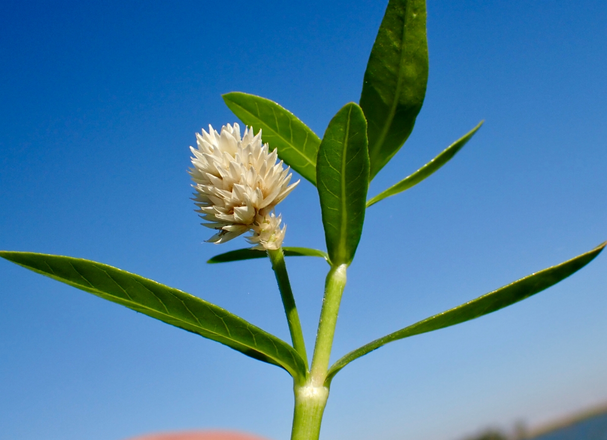 Alternanthera philoxeroides