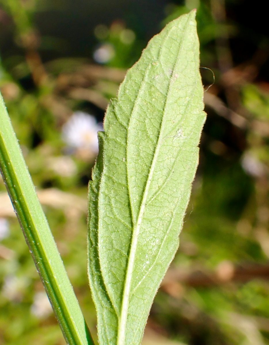 Verbena bonariensis