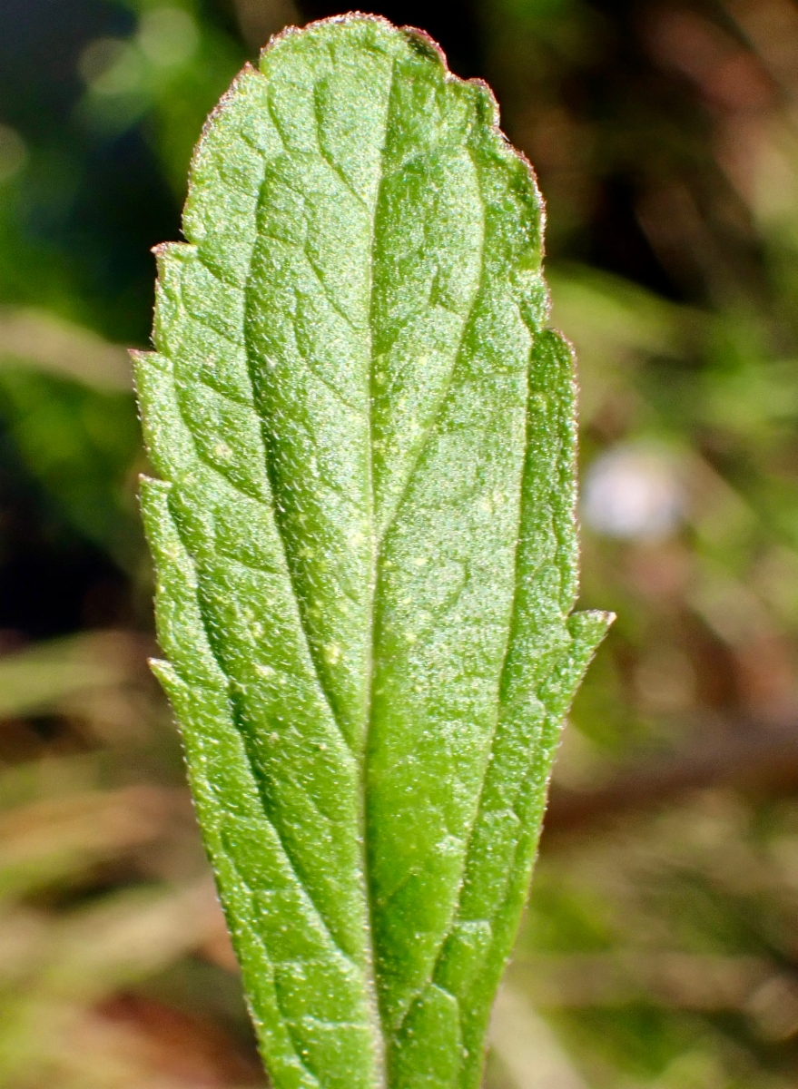 Verbena bonariensis