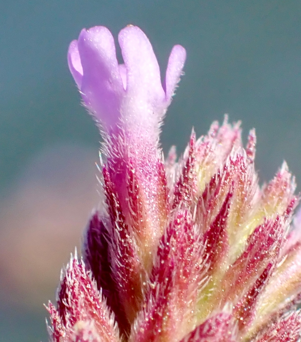 Verbena bonariensis