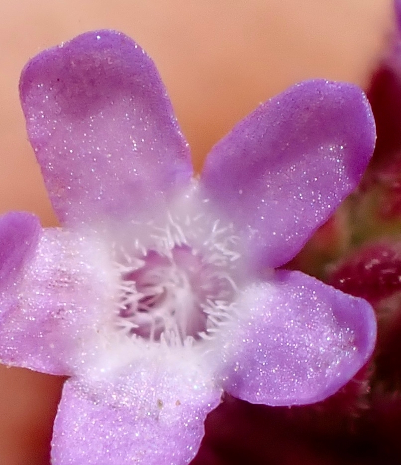 Verbena bonariensis