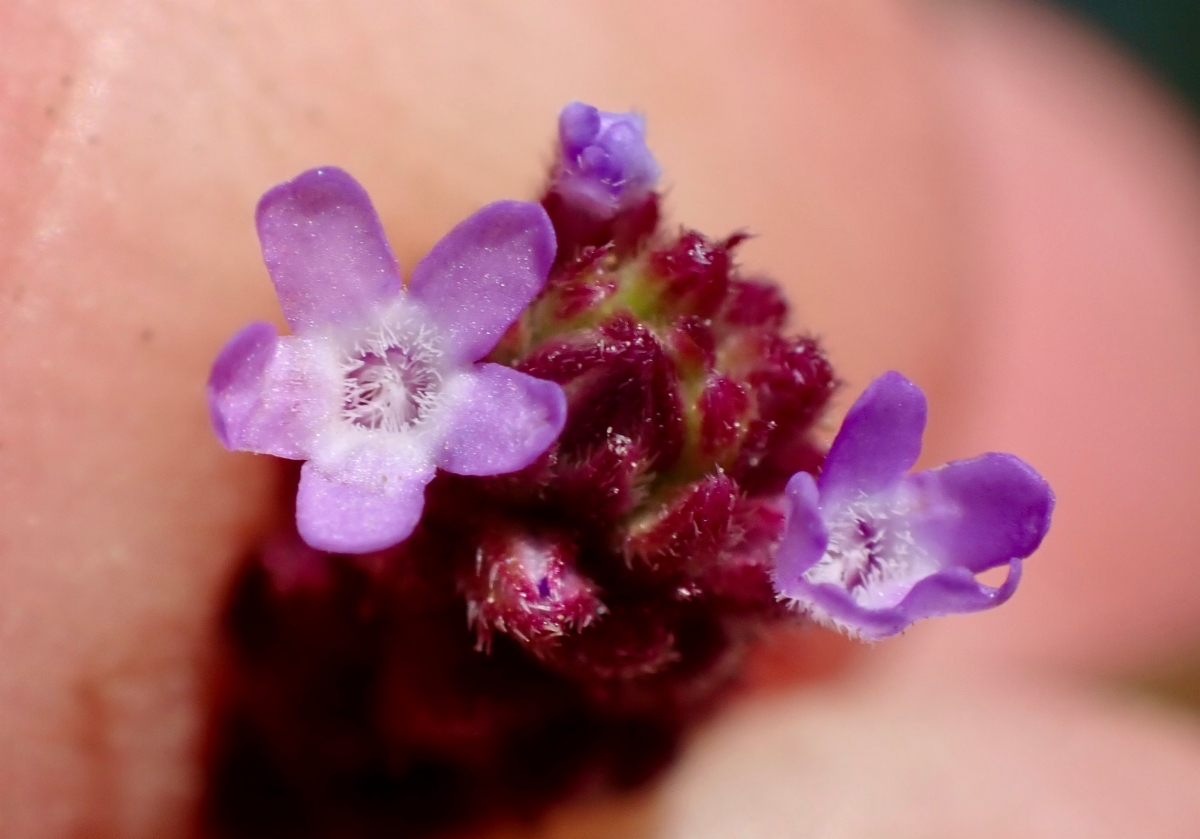 Verbena bonariensis