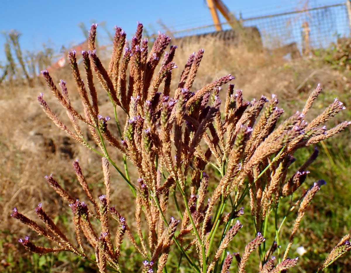 Verbena bonariensis