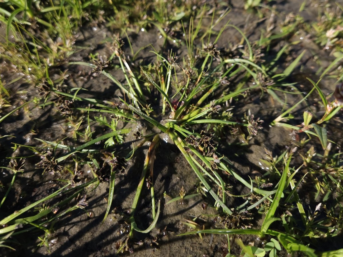 Cyperus fuscus