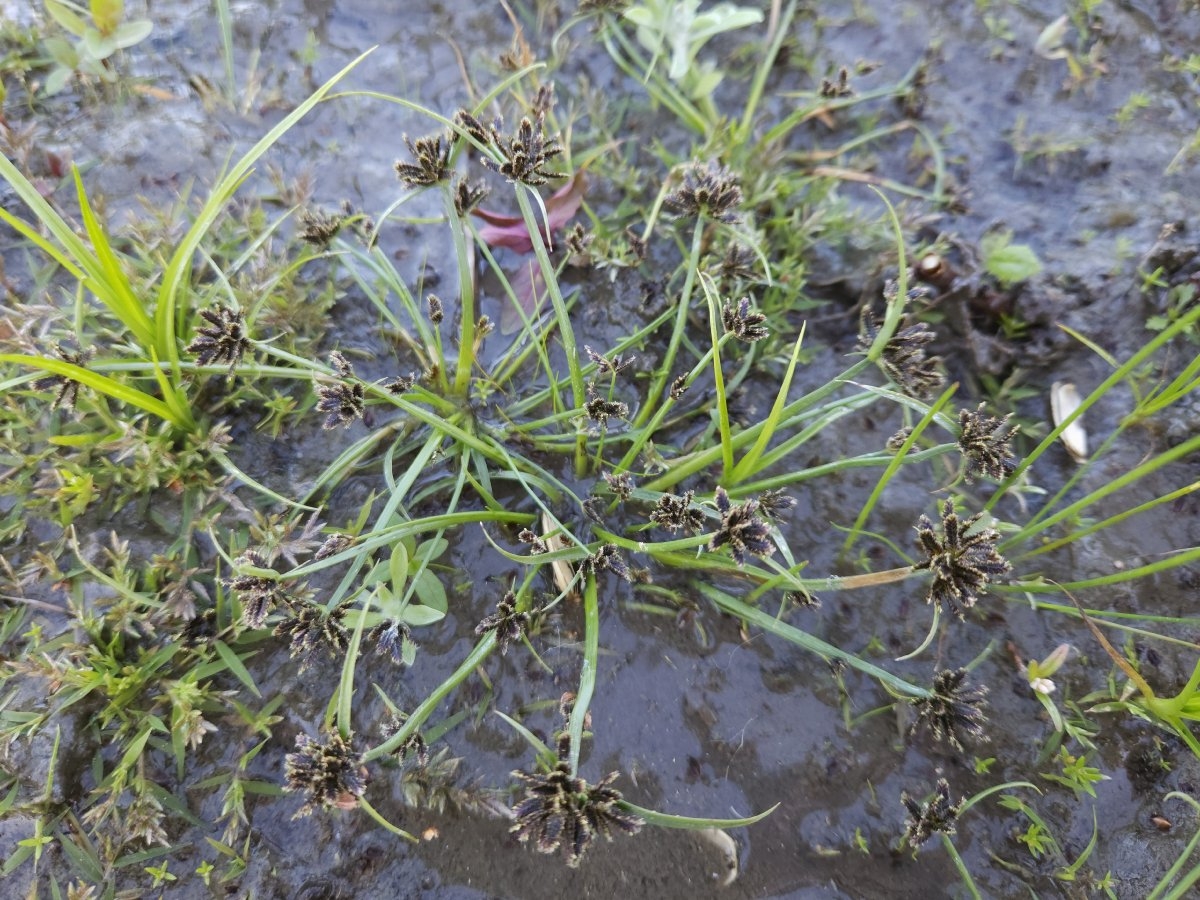 Cyperus fuscus