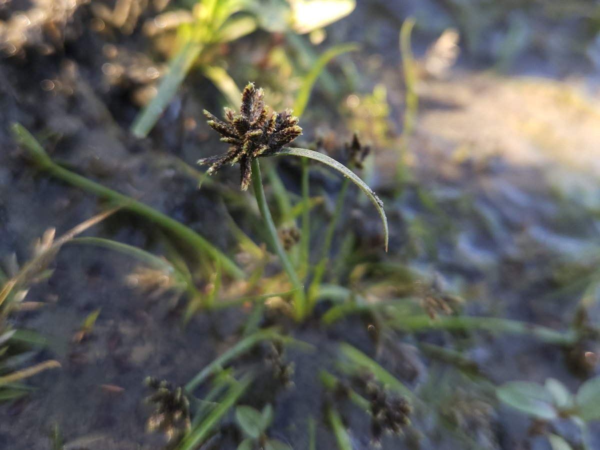 Cyperus fuscus