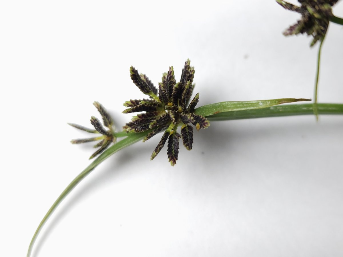 Cyperus fuscus