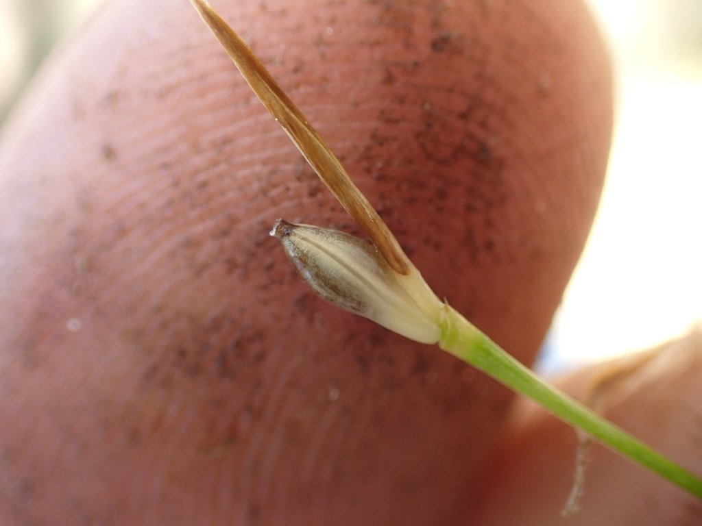 Carex geyeri