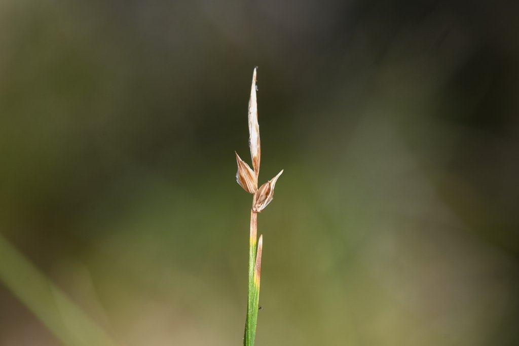 Carex geyeri