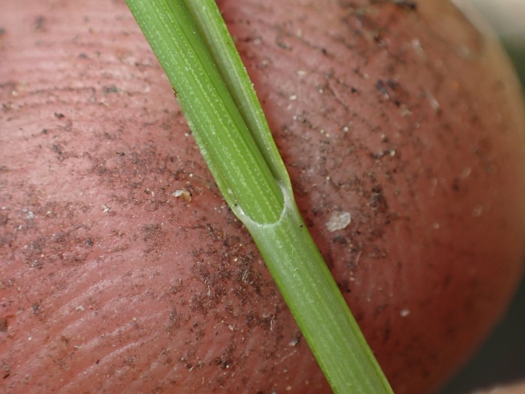 Carex geyeri