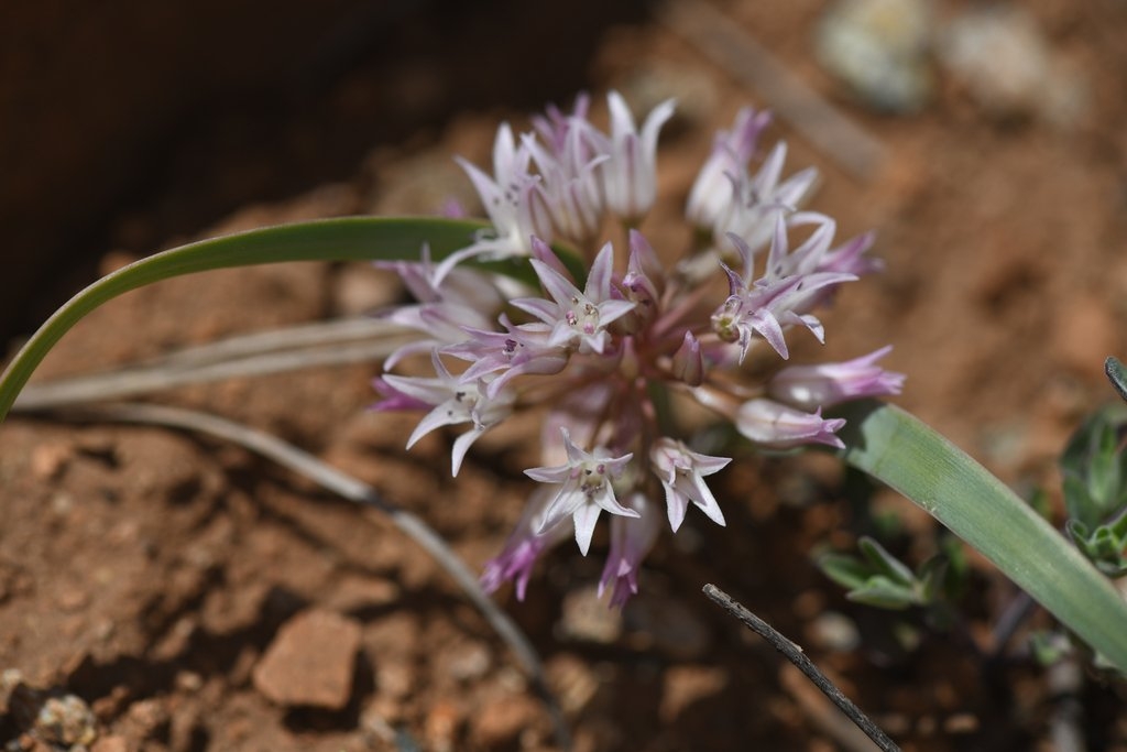 Allium siskiyouense