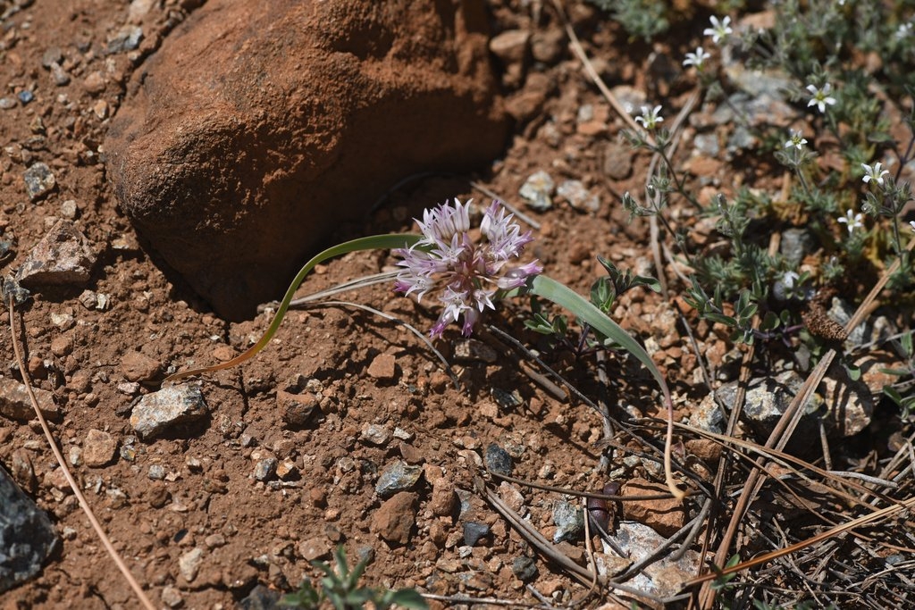 Allium siskiyouense