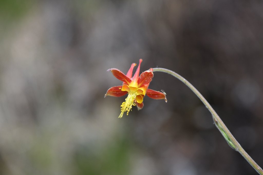 Aquilegia eximia