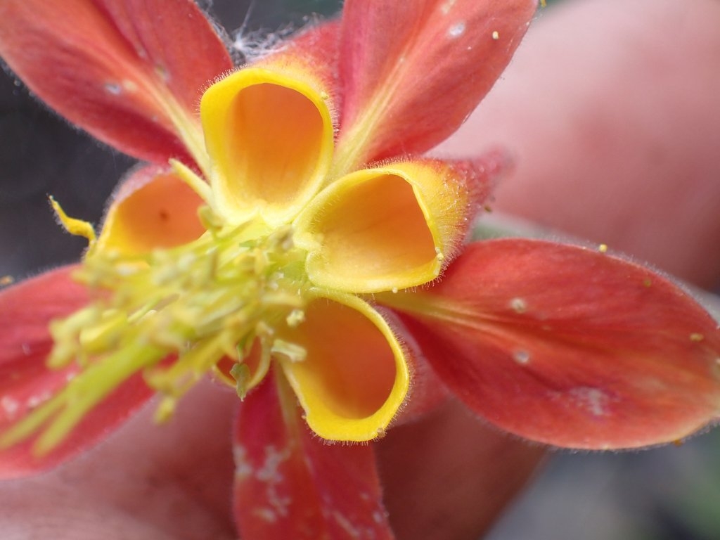 Aquilegia eximia