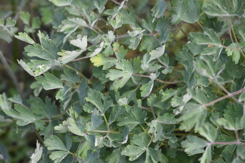 Aquilegia eximia