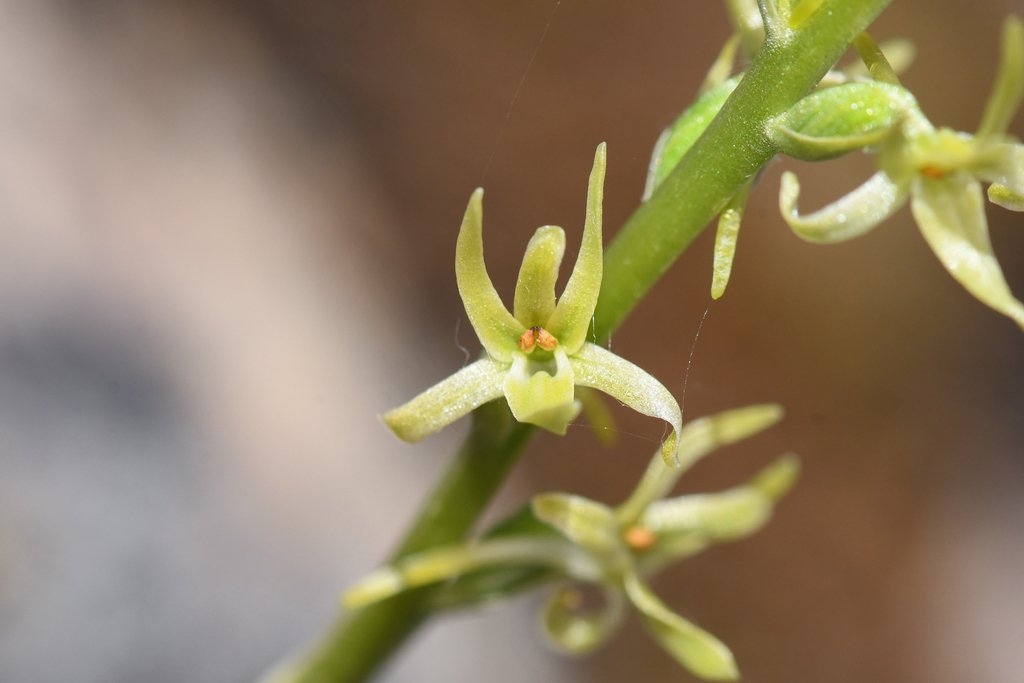 Piperia leptopetala