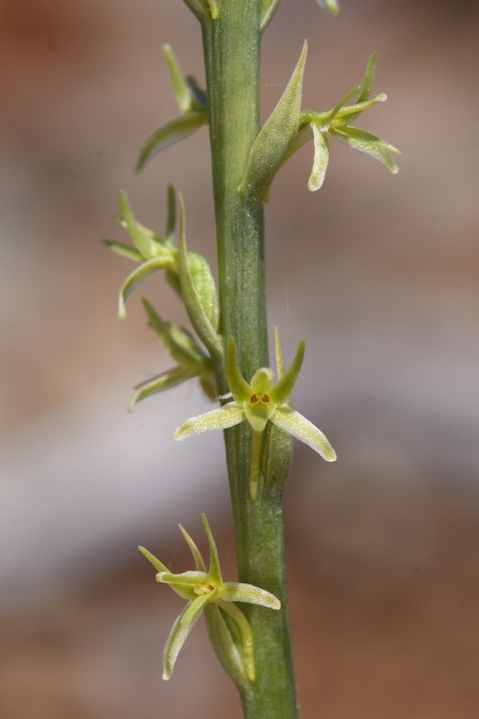 Piperia leptopetala