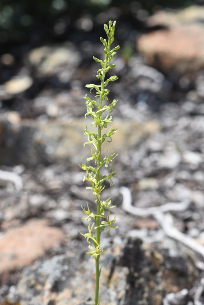 Piperia leptopetala