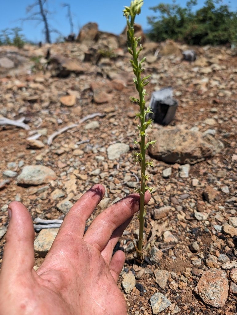 Piperia leptopetala