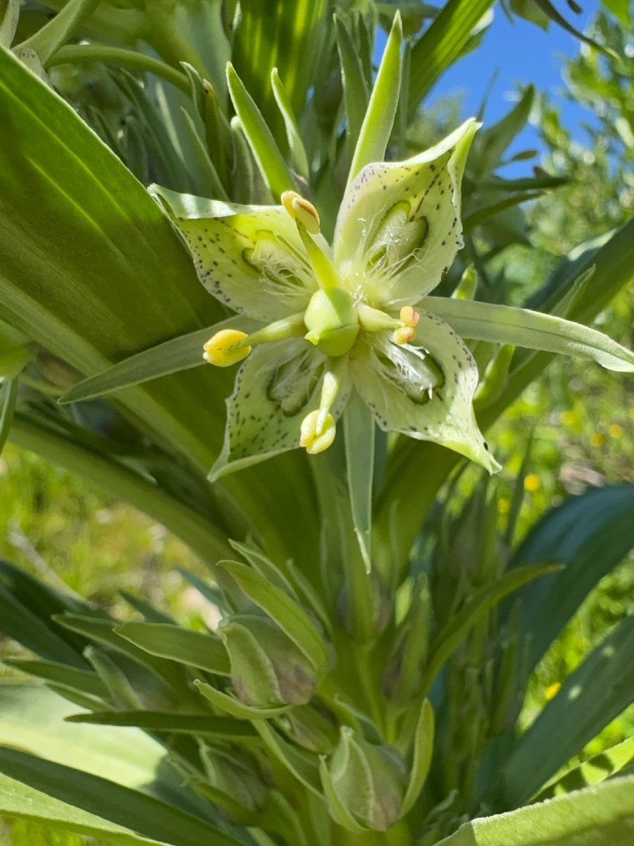 Frasera speciosa