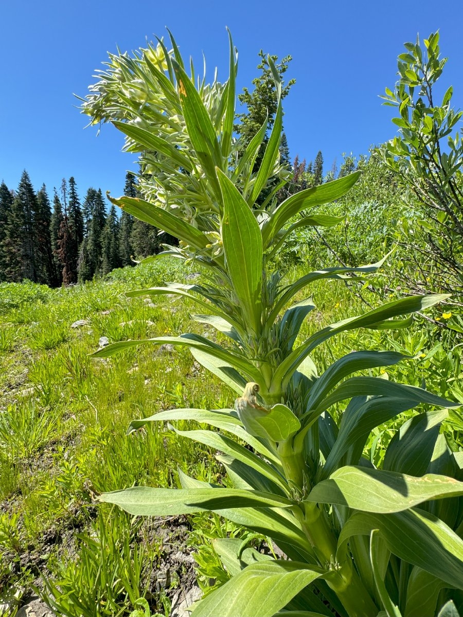 Frasera speciosa