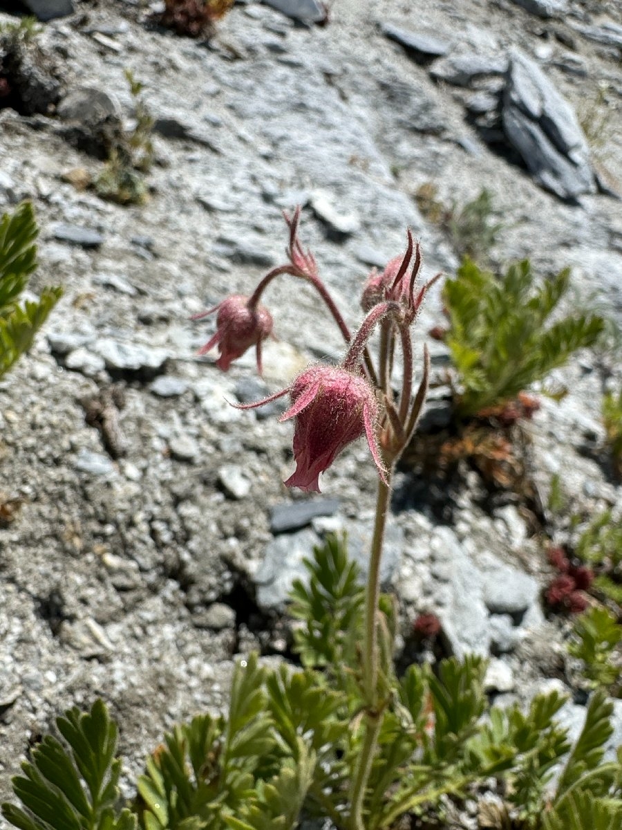 Geum triflorum var. ciliatum