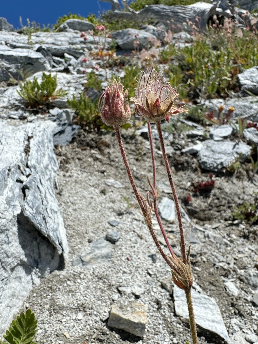 Geum triflorum var. ciliatum