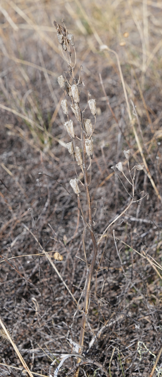 Toxicoscordion venenosum