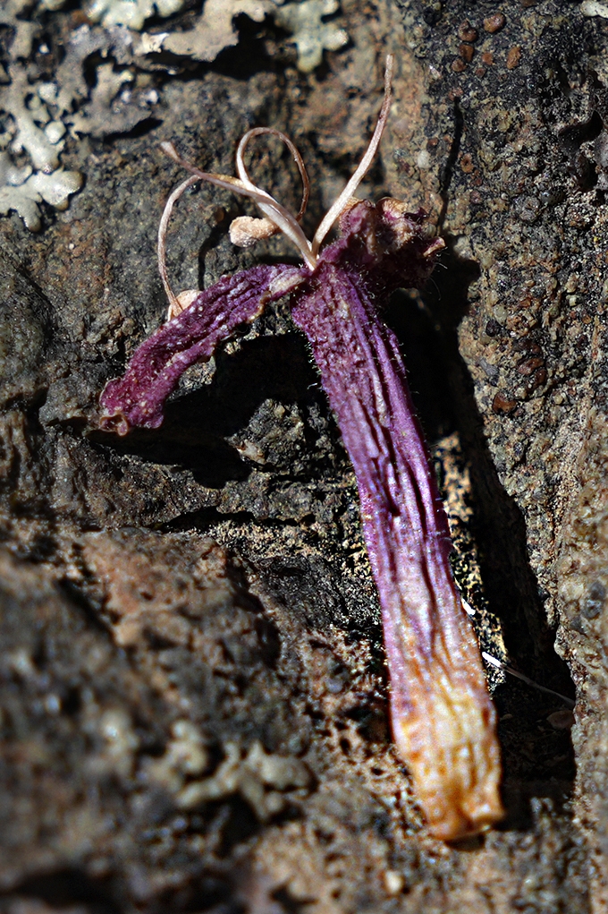 Keckiella corymbosa