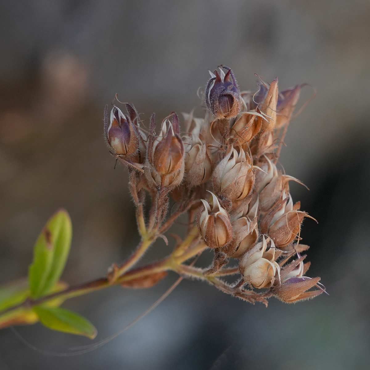 Keckiella corymbosa