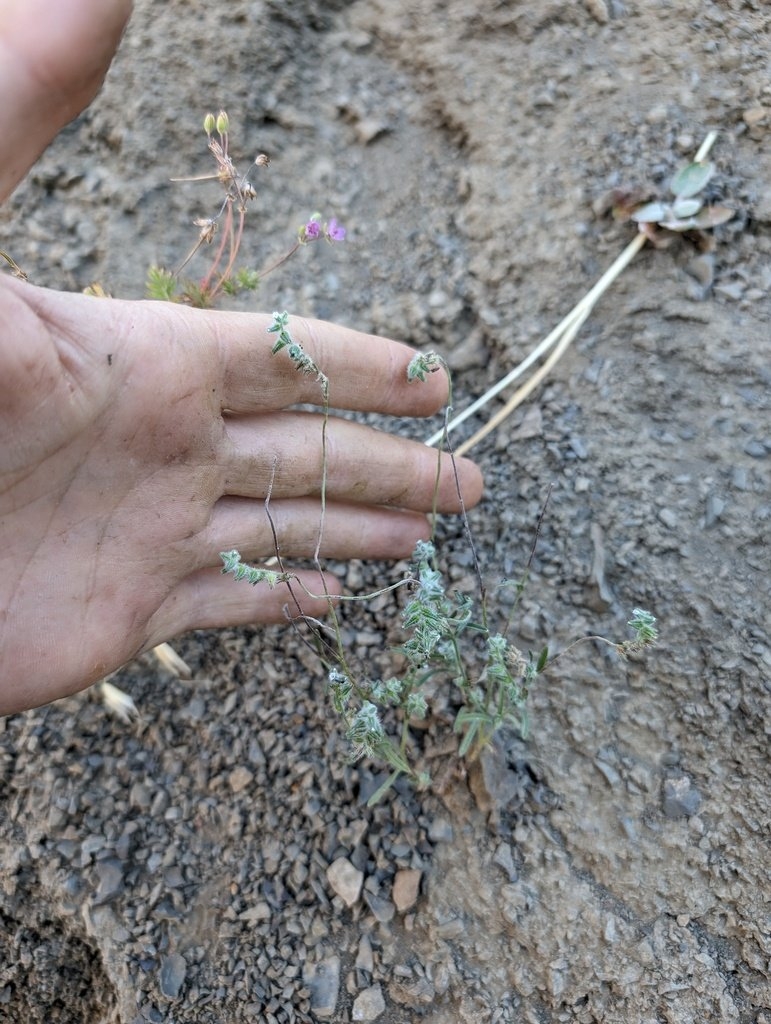 Cryptantha nemaclada