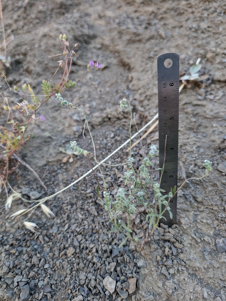 Cryptantha nemaclada