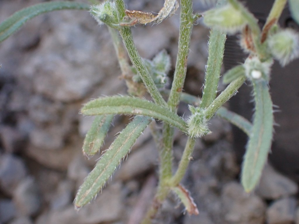 Cryptantha nemaclada