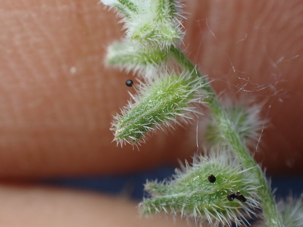 Cryptantha nemaclada