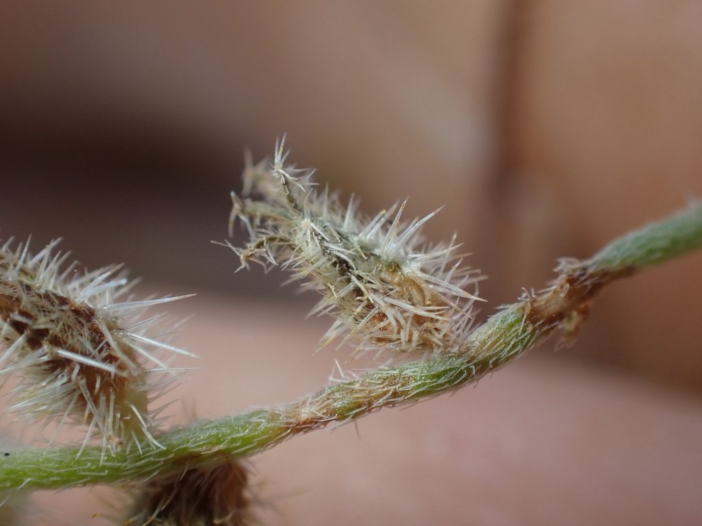 Cryptantha nemaclada