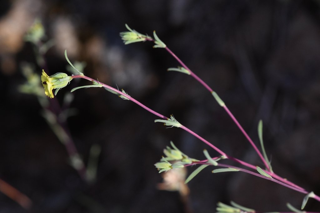 Calycadenia micrantha