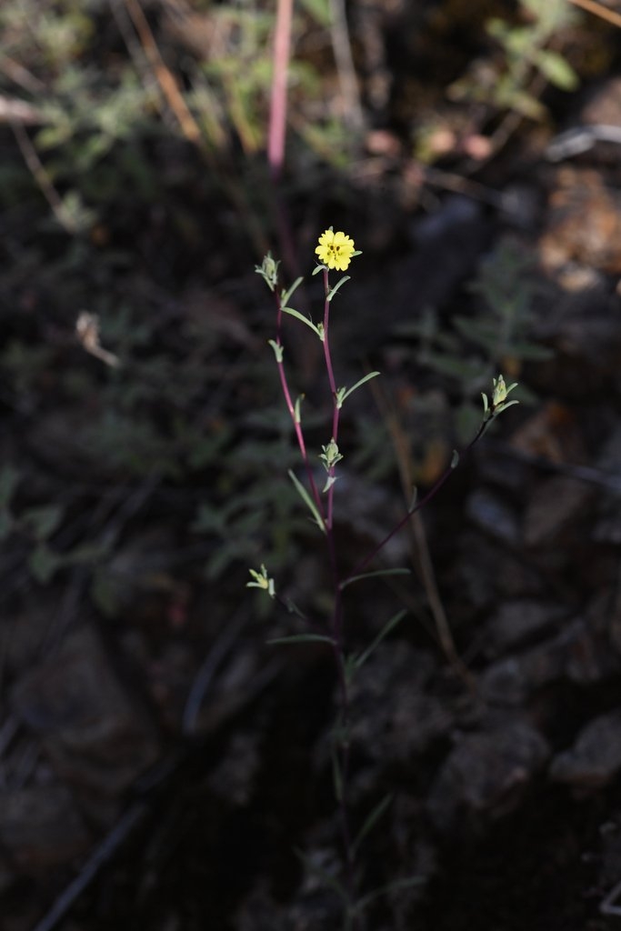 Calycadenia micrantha