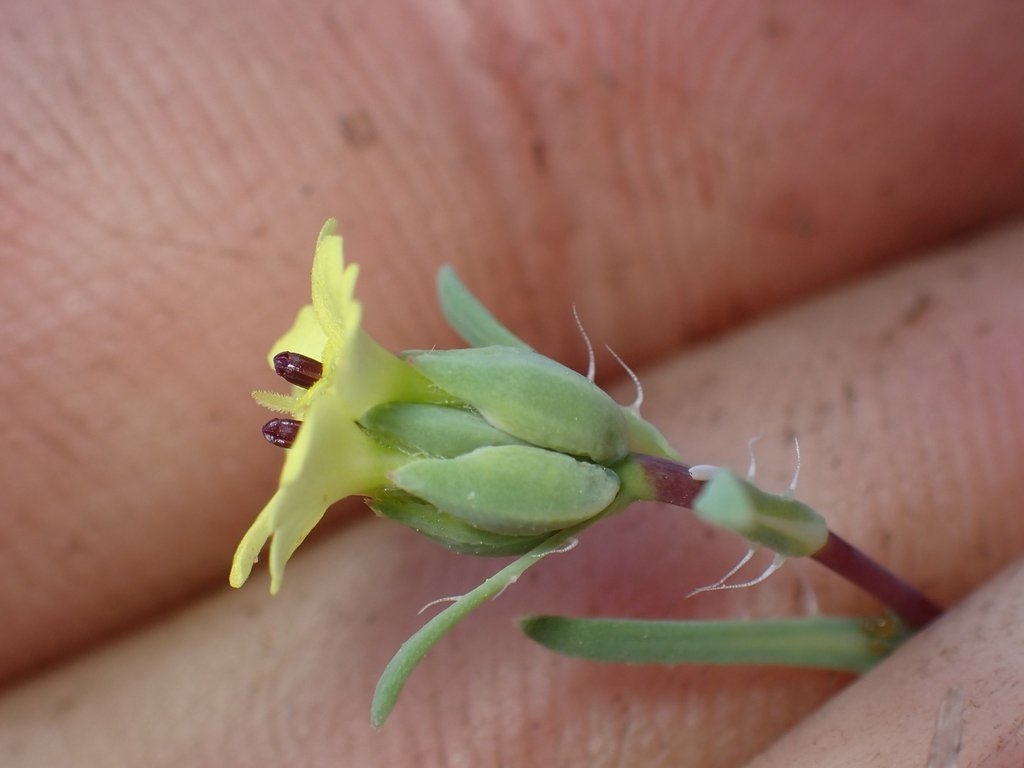 Calycadenia micrantha