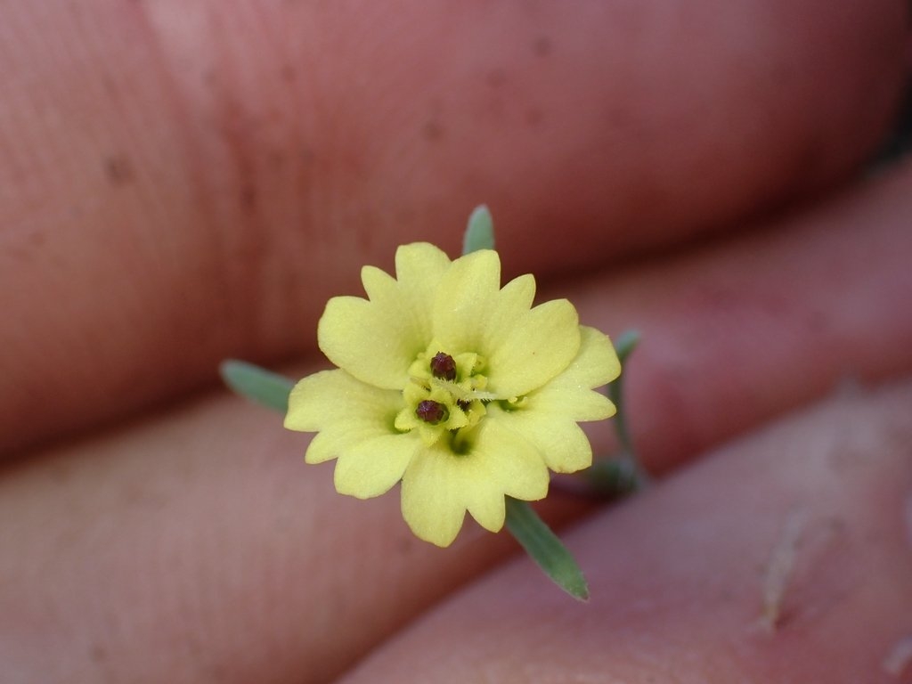 Calycadenia micrantha