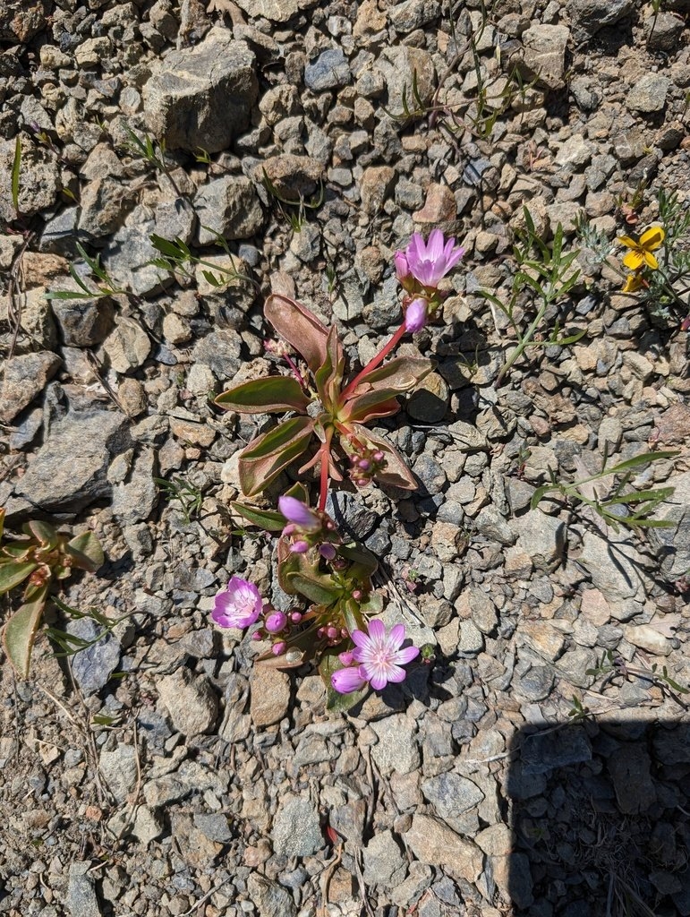 Lewisia stebbinsii