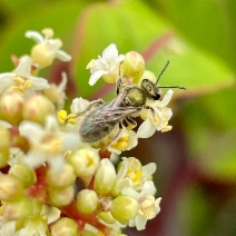 Malosma laurina