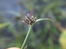 Cyperus fuscus