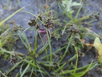 Cyperus fuscus